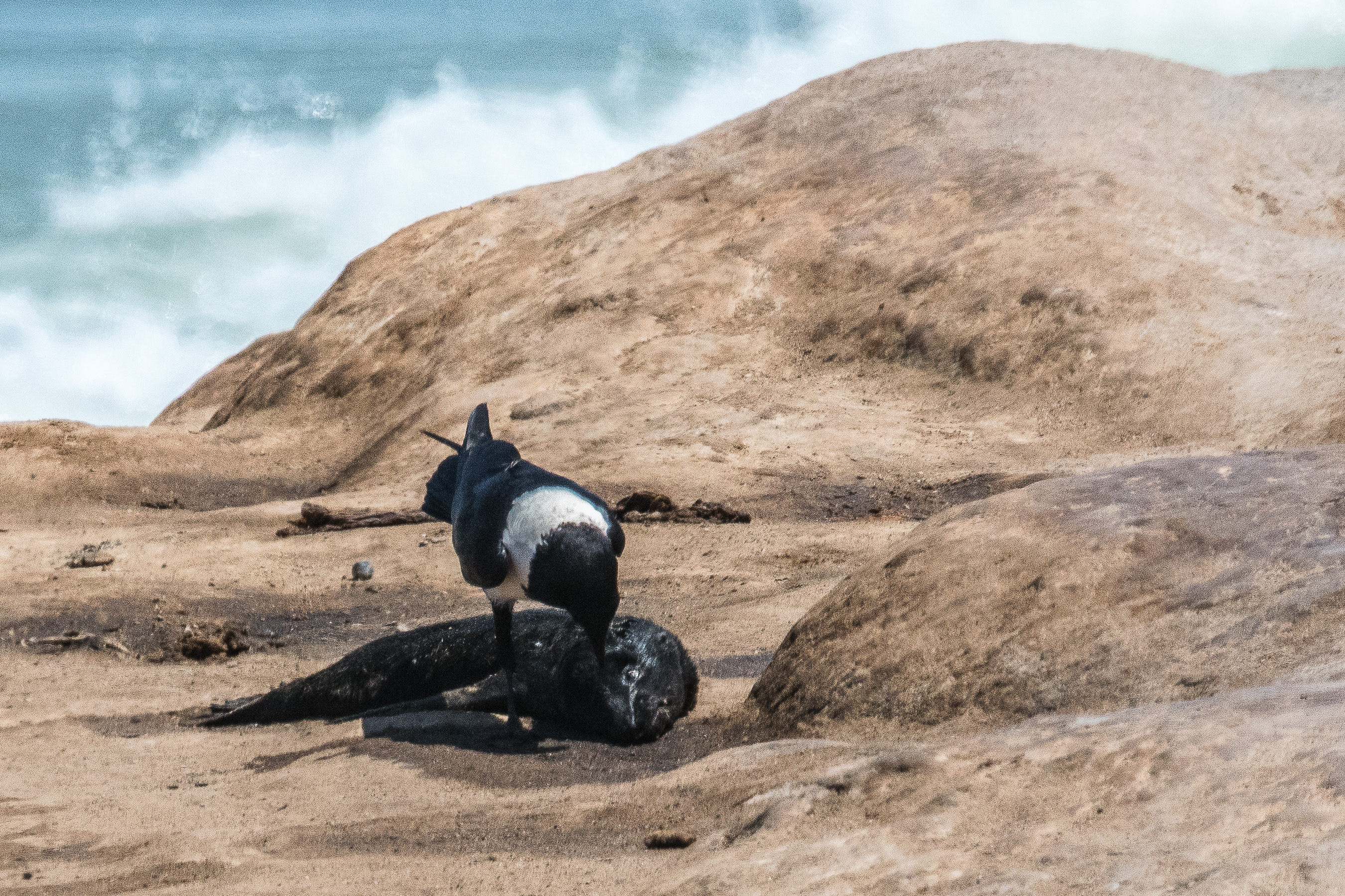 Corbeau pie (Pied crow, Corvus albus), adulte entamant le cadavre d'une jeune otarie à fourrure, Möwe bay, Côte des squelettes, Namibie.